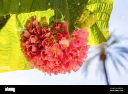 Image result for Dombeya acutangula