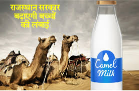 Milk from india's first camel milk microdairy. Camel Milk Will Increase Children S Length In Rajasthan India à¤…à¤¬ à¤Š à¤Ÿà¤¨ à¤• à¤¦ à¤§ à¤¸ à¤¬à¤¢ à¤— à¤¬à¤š à¤š à¤• à¤² à¤¬ à¤ˆ à¤¨ à¤Ÿ à¤ªà¤¨ à¤¹ à¤— à¤–à¤¤ à¤® à¤° à¤œà¤¸ à¤¥ à¤¨ à¤® à¤ªà¤¹à¤² à¤¬ à¤° à¤¹ à¤— à¤¨à¤µ à¤š à¤° Patrika News