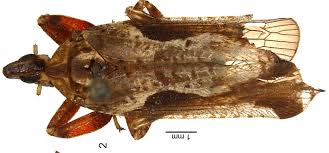 Image result for Lophiocarpaceae