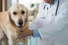 All puppies need a series of immunizations prior to 12 weeks of age. 5 Facts About The Bordetella Vaccine For Dogs