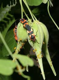 Milkweed Bugs Aphids Milkweed Milkweed Pods Milkweed Seeds