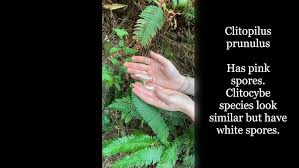 Image result for Clitopilus prunulus