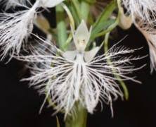 Image result for Habenaria afra
