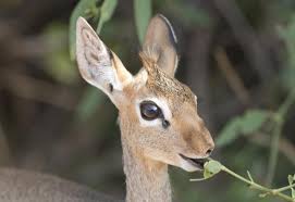 Image result for Vigna kirkii