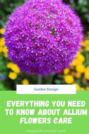 How To Grow Allium Flower Care Guide Happy Diy Home Allium Flowers Flower Care Allium