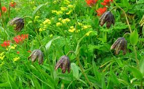 Image result for Clutia angustifolia
