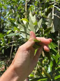 Image result for Psydrax martinii