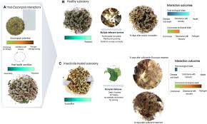 Image result for Anthericopsis