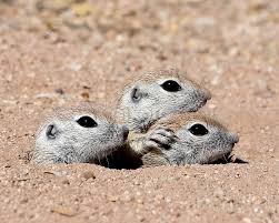 Ground squirrel moving in closer after i started making those squeaky sounds. Ground Squirrel Babies Other Mammals Animals Pixoto