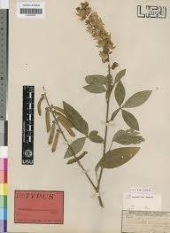 Image result for Crotalaria cleomifolia