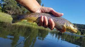 How Do I Fish This Hat Creek Keep Calm And Fly Fish