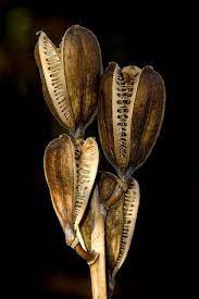Pin By Cah Viviani On Micro Images Seeds Pollen Seed Pods Seeds Plants