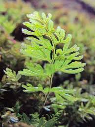 Image result for Hymenophyllum triangulare