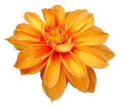 Dahlia Flower Png Image Flower Png Images Dahlia Flower Digital Flowers