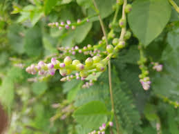 Image result for Elytraria acaulis