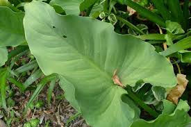 Image result for Zantedeschia aethiopica