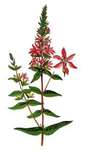 Image result for Lythrum