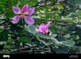 Image result for Bauhinia purpurea