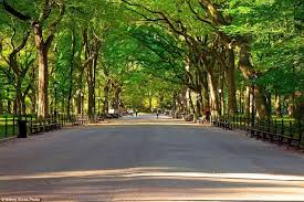 بالصور أفضل طرق الأشجار في العالم سنيار Tree Tunnel America Travel Beautiful Tree