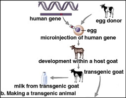 Transgenic organism synonyms, transgenic organism pronunciation, transgenic organism translation, english dictionary definition of transgenic organism. Competency 2 Dna Technology Flashcards Quizlet