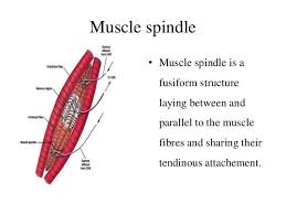 Muscle Tone Munish G B Pant Delhi Muscle Tone Muscle Anatomy And Physiology