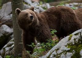 Louis co., mn, aug 30, 1993. Brown Bear Is Slovenia S Largest Beast And Can Weigh More Than 200 Kg Slovenian Bears