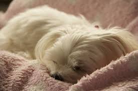 Breed from maltese and yorkshire terrier dogs. All About Maltese Dogs Costs Pricing Breeders And More