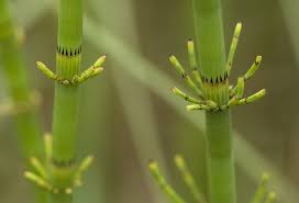 Image result for Equisetaceae