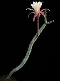 Agaves, ocotillos, aloes, and the succulent euphorbias (such as african milk trees) are among the swollen or spiny plants often mistaken for cacti. Pin On Cereus