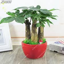 We did not find results for: Zlking Pachira Macrocarpa Big Money Tree Bonsai Flower Money Tree Home Garden Plant 1 Bag Review Bonsai Flower Money Tree Bonsai Plants