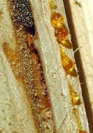 Enlever Une Tache De Resine Ou De Seve D Arbre Resine De Pin Astuces Tache