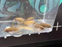 Image result for Aneilema spekei