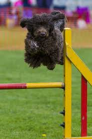 Breed Information Eclipse Portuguese Water Dogs