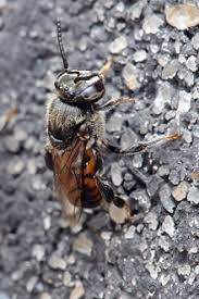 Dianggarkan hampir 500 spesis kelulut terdapat di seluruh dunia, antaranya geniotrigona thoracica, heterotrigona itama, lepidotrigona terminata. Stingless Bee Wikipedia