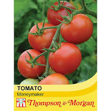 It can continue to grow all summer, resulting in a long season of plenty of fresh tomatoes! Tomato Moneymaker Seeds Thompson Morgan