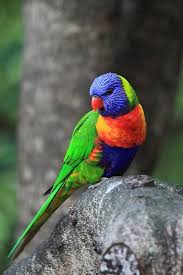 Rainbow Lorikeet Colorful Birds Australian Birds Australian Parrots