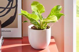 Image result for Philodendron