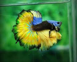 Berbagai gambar ikan dibawah ini juga bisa kalian jadikan sebagai status whatsapp, instagram, foto profil facebook atau dijadikan sebagai wallpaper handphone kalian. 55 Jenis Ikan Cupang Lengkap Beserta Gambar Ikanesia Id