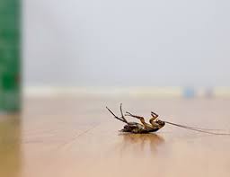 Since the first positive results on vaccines have come out, a lot of people have asked me if i think everyone should take them? Pest Control Central Fl Organic Exterminators Florida Bug Men