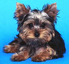We did not find results for: The Long And The Short Of Coat Styles For Your Yorkshire Terrier Dummies