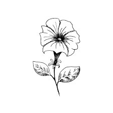 Petunia Drawing Images | Free Vectors, Stock Photos & Psd | Page 3