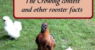 In christ, all things become new (2 corinthians 5:17). The Crowing Contest Crowing At Night And Other Facts About Roosters Murano Chicken Farm