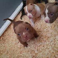 throx adli kullanicinin alma macabe animal and amanzing view panosundaki pin 2020 sevimli kopek yavrulari pitbull yavru kopek