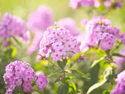 Maybe you would like to learn more about one of these? Best Fragrant Flowers To Grow In Your Garden