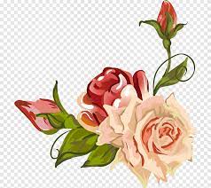 Rosas De Jardim Rosas De Centifolia Petala De Flor Desenho Flor Arranjo De Flores Flor Artificial Png Pngegg