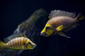 Altolamprologus Altolamprologuscompressiceps Laketanganyika Laketanganyikacichlids Muzigoldhead Cichlidsofinsta Cichlids Fresh Water Fish Tank Fish Ponds