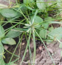 Image result for Cyperus rotundus