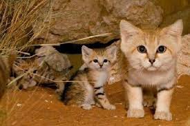 Cute List Of Animals Show Me Cute Animals Videos Cutestcatsandkittensever Wild Cat Species Wild Cats Cat Species