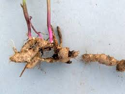 Image result for Senecio milanjianus