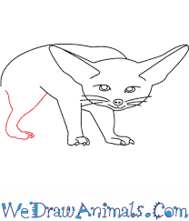 Imagine the head as a clock face and place the ears at about the 12 and 3 o'clock positions. How To Draw A Fennec Fox